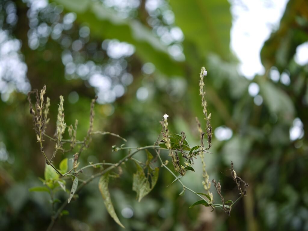 justicia Wynaadensis leaves
