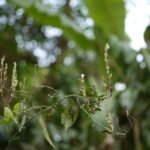 justicia Wynaadensis leaves