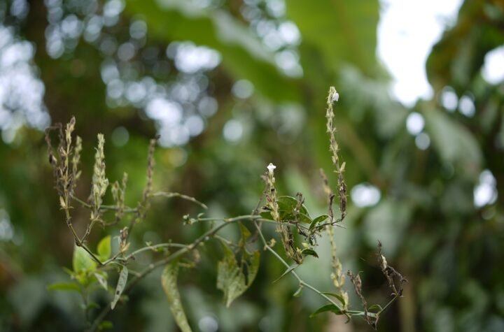 justicia Wynaadensis leaves